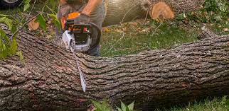 Best Tree Removal  in Ddleville, MI