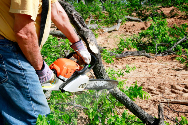 Why Choose Our Tree Removal Services in Middleville, MI?